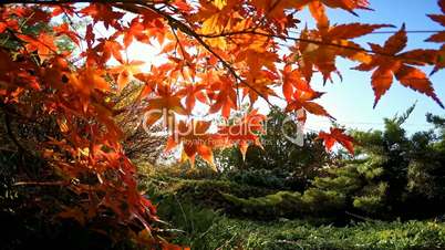 Japanese maple in autumn Sunny day near Krasnodar, Russia