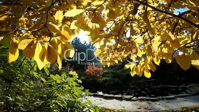Bright colors of autumn in the Park near Krasnodar, Russia
