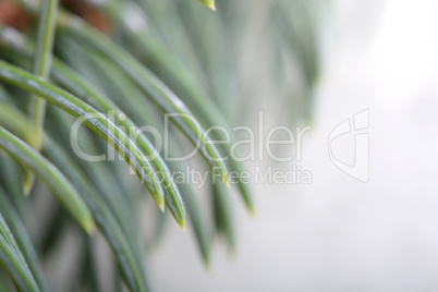 Close-up of a Christmas tree