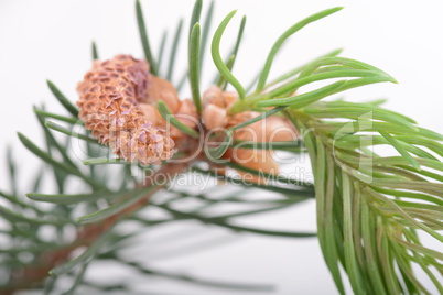 Fir-needle tree branches composition as a background texture