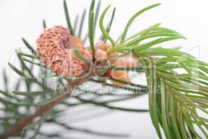 Fir-needle tree branches composition as a background texture