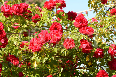 red rose in the garden