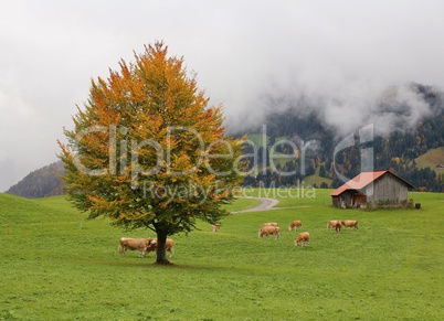 Idyllic autumn scene in Gstaad