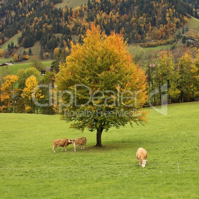 Colorful beech tree and grazing cows