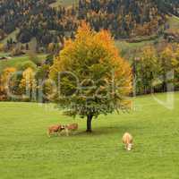 Colorful beech tree and grazing cows