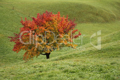 Bright colored pear tree in autumn