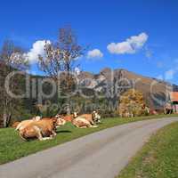 Resting Simmental cows