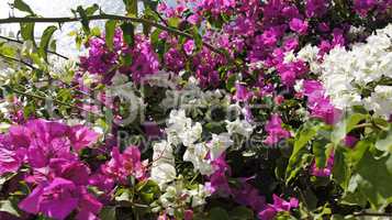 colorful flowers in greece village oia on santorini