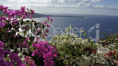 colorful flowers in greece village oia on santorini