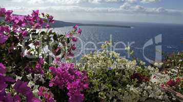 colorful flowers in greece village oia on santorini