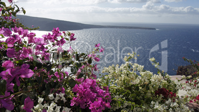 colorful flowers in greece village oia on santorini