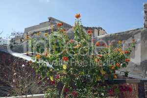 colorful flowers in greece village oia on santorini