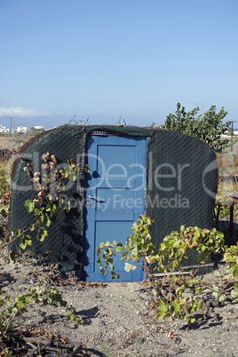 wine field with wine plants on santorini island