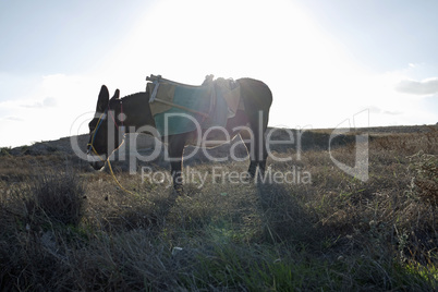 small traditional donkey on a field in greece