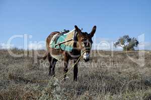 small traditional donkey on a field in greece