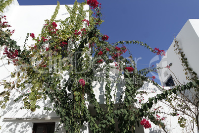 traditional greece houses in kamari on santorini island