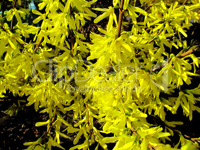 yellow flowers of forsythia bush