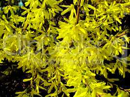 yellow flowers of forsythia bush