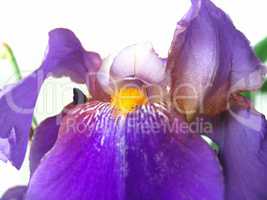 beautiful iris flower