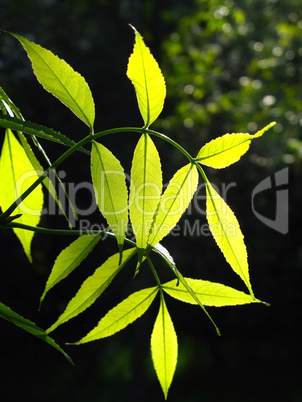 green foliage glowing in sunlight