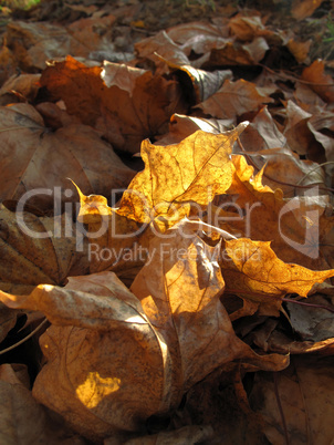 dry autumn leaves