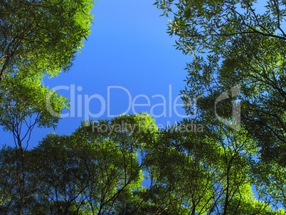 branch of trees on blue sky background