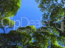 branch of trees on blue sky background