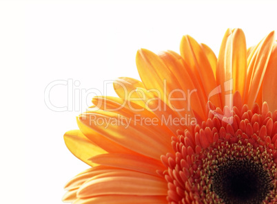 fragment of gerber daisy flower