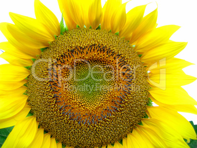 big yellow sunflower