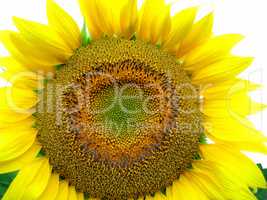 big yellow sunflower