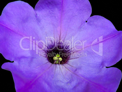 petunia flower