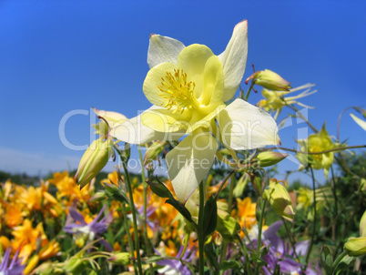beautiful flower (aquilegia) on sunny garden