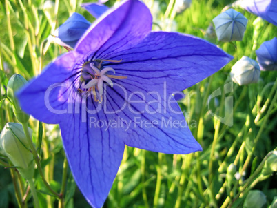 closeup of beautiful blue flower