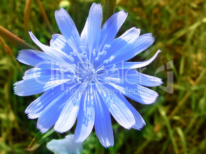 flower of blue chicory