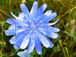 flower of blue chicory