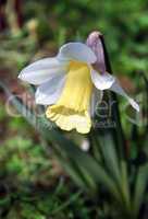 beautiful Daffodils (Narcissus)