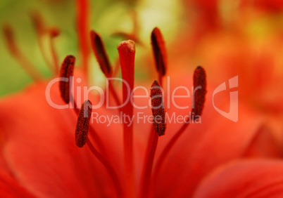 closeup of beautiful red lily