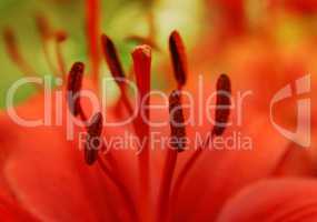 closeup of beautiful red lily