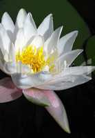 blooming white water lily