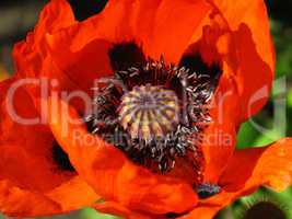 blooming red poppy close up
