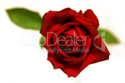 Red rose