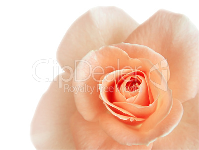 beautiful pink rose isolated on white