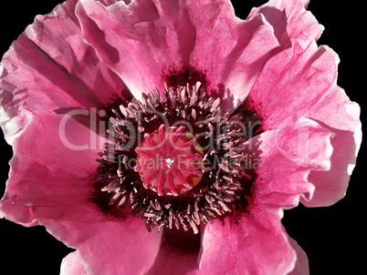 poppy flower