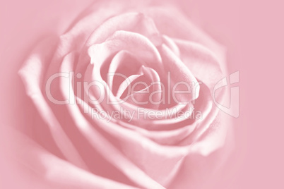 gentle pink rose background