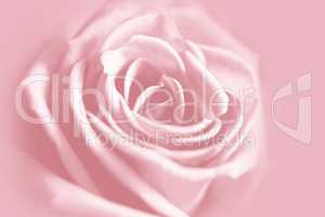 gentle pink rose background
