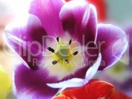 closeup of beautiful tulip