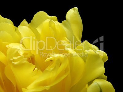 yellow tulip close up