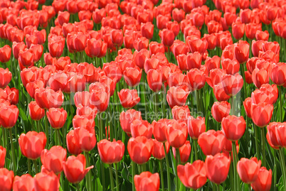 beautiful red tulips