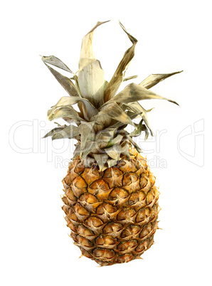 pineapple on white