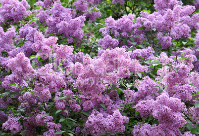 blossoming lilac